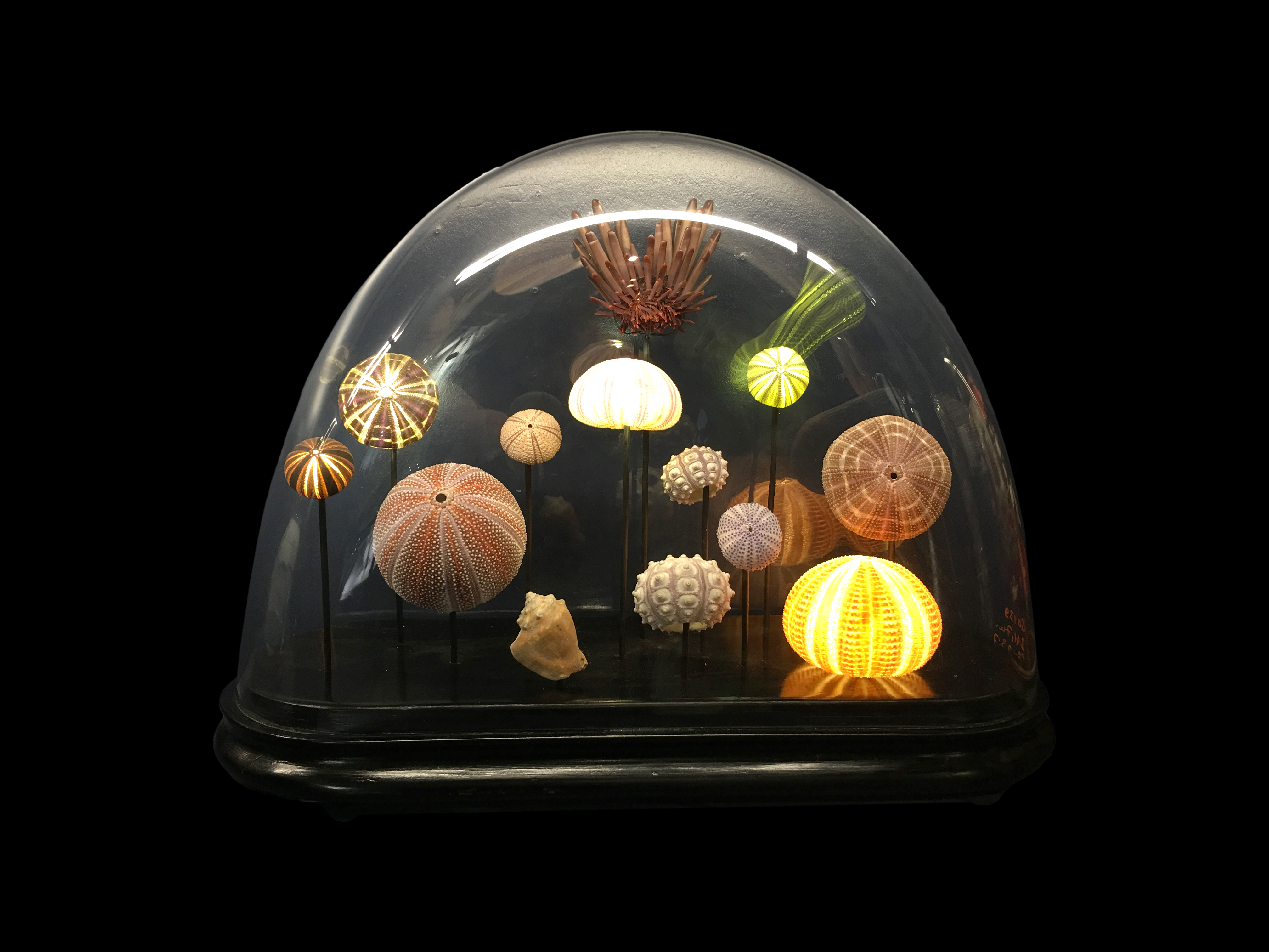 Globe en verre avec composition d'oursins rétroéclairés sur fond noir