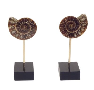 Deux parties d'une ammonite fossilise sur bases onyx et tiges laiton sur fond blanc