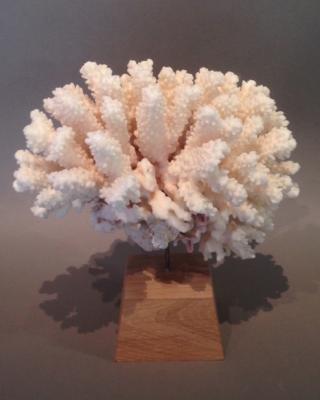 Beau corail blanc fix par perage sur tige insre dans un bloc en bois sur fond gris