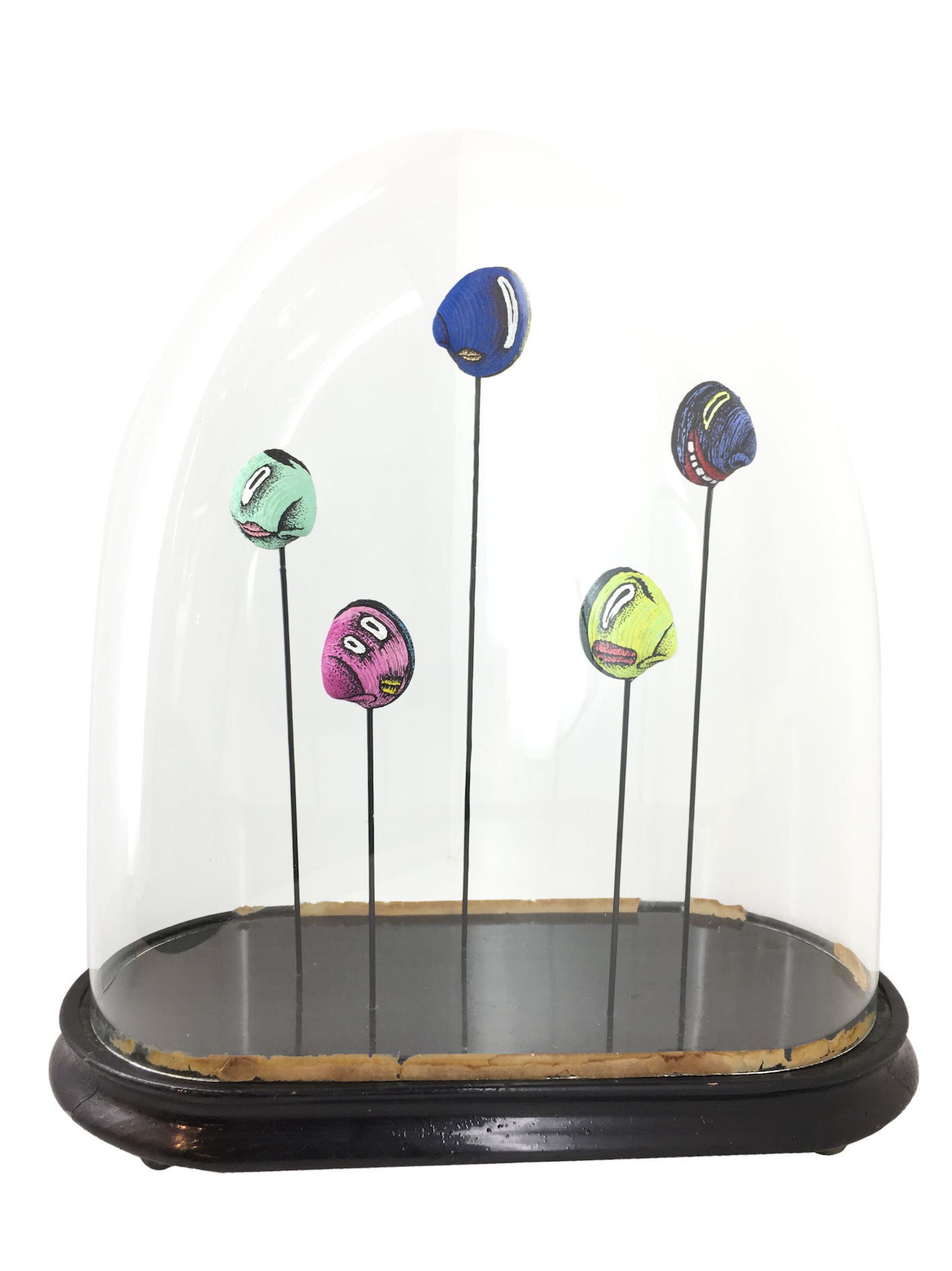 Composition avec 5 coquillages peints sur tiges acier sous globe en verre ancien  base noire sur fond blanc