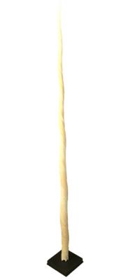 Dent de narval fixe  la verticale sur base en bois nori sur fond blanc