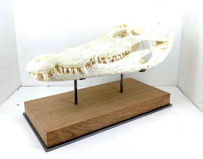 Mchaire de crocodile vue de profil sur socle mixte, base bois brut et structure sur mesure