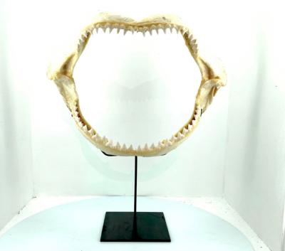 Mchoire de requin avec ranges de dents sur socle acier nior sur mesure sur fond blanc de face