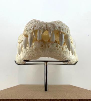 Mchaire de crocodile vue de face sur socle mixte, base bois brut et structure sur mesure